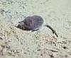 American Water Shrew (Sorex palustris) - Wiki