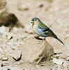 Finch (Family: Fringillidae) - Wiki