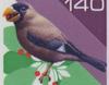 Japanese Grosbeak (Eophona personata) - Wiki