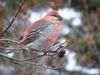 Pine Grosbeak (Pinicola enucleator) - Wiki