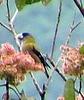 Hooded Grosbeak (Coccothraustes abeillei) - Wiki