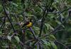 Black-and-yellow Grosbeak (Mycerobas icterioides) - Wiki