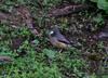 Black-and-yellow Grosbeak (Mycerobas icterioides) female