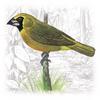 Yellow-green Grosbeak (Caryothraustes canadensis) - Wiki