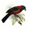 Crimson-collared Grosbeak (Rhodothraupis celaeno) - Wiki