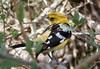 Yellow Grosbeak (Pheucticus chrysopeplus) - Wiki