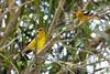 Yellow Grosbeaks (Pheucticus chrysopeplus)