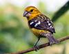 Golden-bellied Grosbeak (Pheucticus chrysogaster) - Wiki