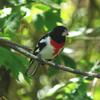 Rose-breasted Grosbeak (Pheucticus ludovicianus) - Wiki