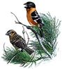 Black-headed Grosbeak (Pheucticus melanocephalus) - Wiki