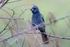 Ultramarine Grosbeak (Cyanocompsa brissonii) - Wiki