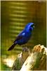 Blue-black Grosbeak (Cyanocompsa cyanoides) - Wiki