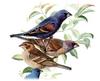 Blue Grosbeak (Passerina caerulea) - Wiki