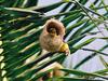 Baya Weaver (Ploceus philippinus) - Wiki