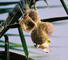 Weaver (Family: Ploceidae) - Wiki