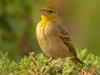 Village Weaver (Ploceus cucullatus) - Wiki