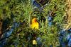 Cape Weaver (Ploceus capensis) - Wiki