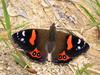 New Zealand Red Admiral (Vanessa gonerilla) - Wiki