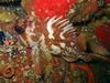 Copper Rockfish (sebastes caurinus) - Wiki