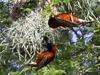 Chestnut Weavers, Ploceus rubiginosus