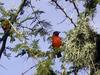 Chestnut Weaver (Ploceus rubiginosus) - Wiki