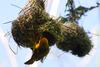 Taveta Golden-weaver, Ploceus castaneiceps, nest