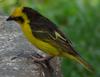 Baglafecht Weaver (Ploceus baglafecht) - Wiki