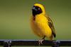 Southern Masked-weaver (Ploceus velatus) - Wiki