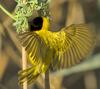 Black-headed Weaver (Ploceus melanocephalus) - Wiki