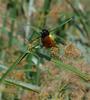 Golden-backed Weaver (Ploceus jacksoni) - Wiki