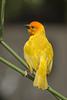 Golden Palm Weaver (Ploceus bojeri) - Wiki