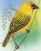 Rueppell's Weaver (Ploceus galbula) - Wiki