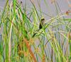 Streaked Weaver (Ploceus manyar) - Wiki