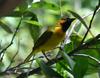 Spectacled Weaver (Ploceus ocularis) - Wiki