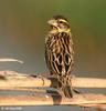 Black-throated Weaver (Ploceus benghalensis) - Wiki