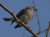 White-billed Buffalo-weaver (Bubalornis albirostris) - Wiki