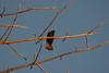 Red-billed Buffalo-weaver (Bubalornis niger) - Wiki