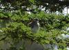 Speckle-fronted Weaver (Sporopipes frontalis) - Wiki