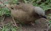 Grey-headed Social-weaver (Pseudonigrita arnaudi) - Wiki