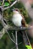 Black-billed Cuckoo (Coccyzus erythropthalmus) - Wiki