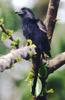 Groove-billed Ani (Crotophaga sulcirostris) - Wiki