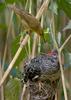 Common Cuckoo (Cuculus canorus) - Wiki