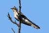 Pallid Cuckoo (Cuculus pallidus) - Wiki