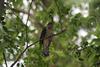 Red-chested Cuckoo (Cuculus solitarius) adult