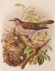 Shining Bronze-Cuckoo (Chrysococcyx lucidus) - Wiki