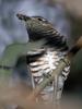 Shining Bronze-Cuckoo (Chrysococcyx lucidus)