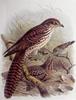 Long-tailed Koel (Eudynamys taitensis) - Wiki