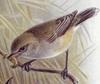 Grey Warbler (Gerygone igata) - Wiki