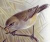 Grey Warbler (Gerygone igata) - Wiki