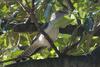 Channel-billed Cuckoo (Scythrops novaehollandiae) - Wiki